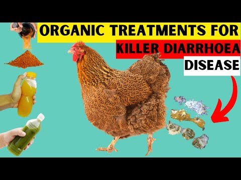 TREAT THIS KILLER DIARRHOEA DISEASE IN 5 DAYS! | Natural Treatments FOR FOWL CHOLERA IN CHICKENS