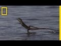 Basilisk Lizard Behavior and Diet