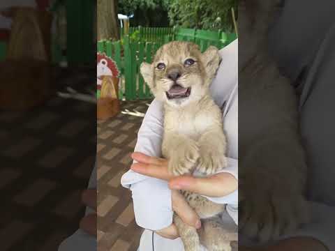 Cuteness as Therapy: How Animals Heal Our Souls ๐ #cute #babyanimals