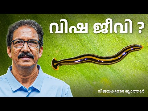 താപാമ്പ് പാമ്പല്ല Toxic, Terrifying, and True: Meet the Hammerhead Flatworm #bipalium #flatworm