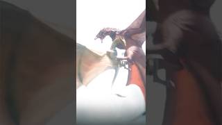 Vhagar vs Meleys Fight | Rhaenys Death | Meleys vs Sunfyre fight #houseofthedragonseason2 #shorts
