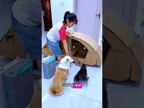 ماذا فعلت الفتاة حين اقترب الكلب والقطة؟ 🐶🚘