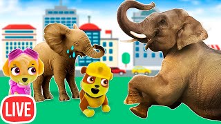 Игрушки Щенячий Патруль спасают животных и многое другое! 🔴 Детское видео Paw Patrol