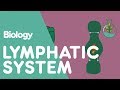 Understanding the Lymphatic System