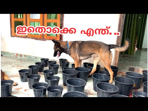 ഇതിന്റെ അപ്പുറം ചാടി കടന്നവനാണീ....😂🦦|LeoLaika|Chottuz