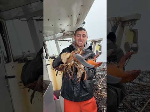 Massive lobster FULL of eggs!