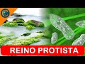 Protistas e suas características