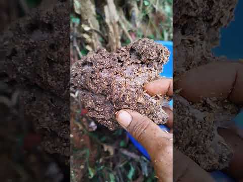 ചിതൽ കൃഷി തുടങ്ങി, ഇനി കോഴികൾ പറപറക്കും🐓 🐜🤩🔥#short #shorts