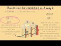 Functions of Bone Cells and Structure