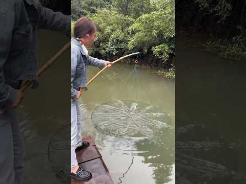 Great.More Koi carp fishing by net.Wait for the result.#netfishing #fishingwithmasud #fishinglife