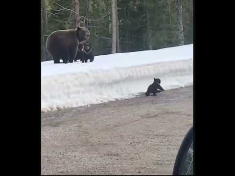 Mother bear trying to protect her Cubs? #shortvideo #shorts #bear