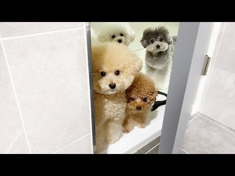 자가격리 끝난 아빠를 1주일만에 본 강아지 리얼반응
