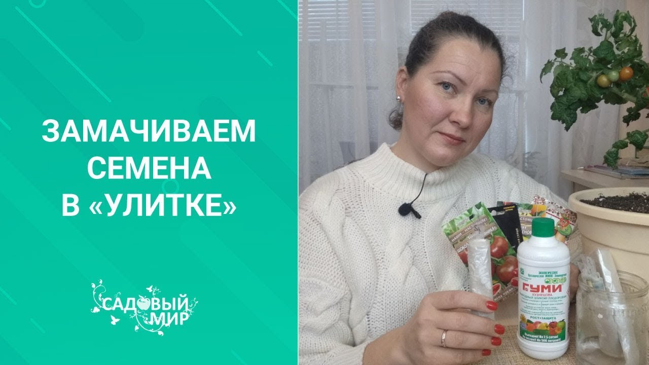 Замачиваем семена в улитке для томатного дерева