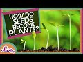 Seed Germination and Growth Concepts