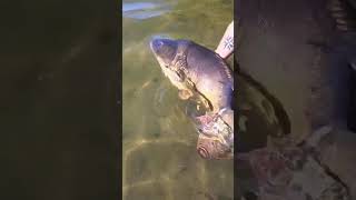 #fypviral #fishing #carp #xyzbca