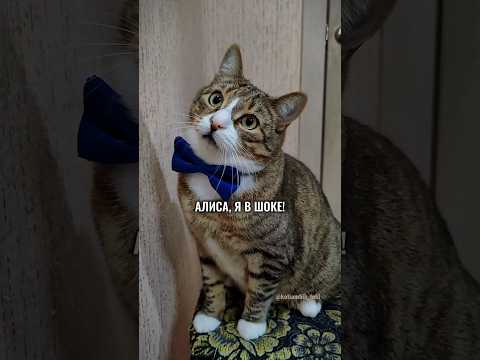 РАЗГОВОР С АЛИСОЙ: Я В ШОКЕ!🙀 #котики #животные #алиса