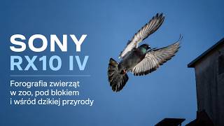 Sony RX10 IV wśród zwierząt (ZOO, park pod blokiem i dzika przyroda)