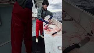 gummy shark #new #fishing #seafoodprep #fish #sharksquad #ocean #newvideo #viral #shorts #foryou