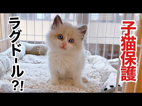 雨の夜、ドブに捨てられた子猫は、まさかのラグドールでした