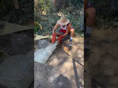 GATO Atrapado en BALSA pedía Ayuda #animales #rescate #rescue #gatos #shorts #viral