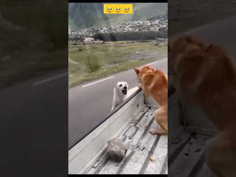 OMG! Don't leave the dog alone, poor him🥺