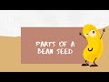 Bean Seed Structure and Functions