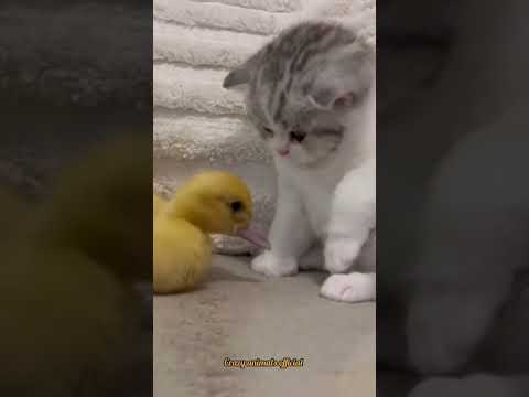 cat & duck lunch time 😋 #crazyanimals #wildlife #cuteanimals