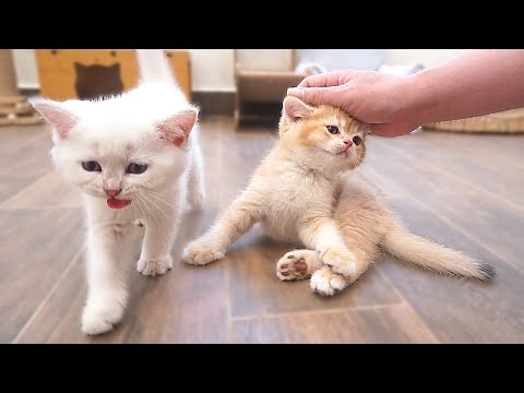 The kittens who meow loudly and rush to pamper their owner are so cute