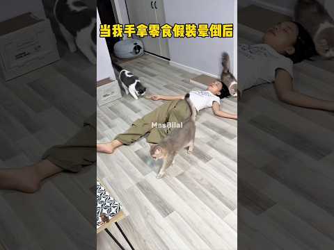 Ical kucing peka #shorts