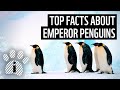 Emperor Penguins: Facts and Adaptations