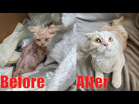 He Was Just a Bag of Bones—But Look at What a Little Love and Food Did to This Tiny Kitten!