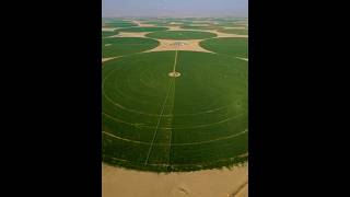 Amazing Farming Technique😂😒👍👍👍 #shorts #youtubeshorts #saudiarabia
