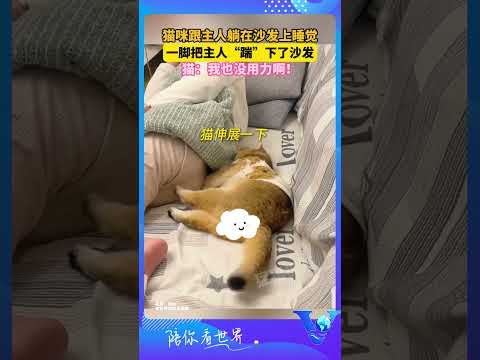 貓咪跟主人躺在沙發上睡覺 一腳把主人“踹”下了沙發 貓：我也沒用力啊！ #shorts #萌宠