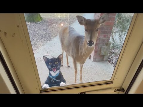 When your cat 'brings along' a new friend home ?
