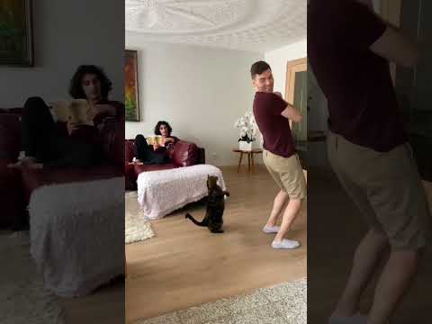 Trust Falling On My Friends Cat!