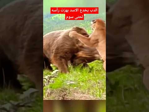 الدب يخدع الاسد بهزت رأسه #shorts