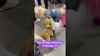 Day 28 Dog Influencer Challenge 🐶 @TheJessiiShow