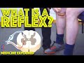Reflexes and Neuron Functionality