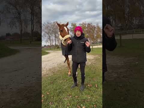 Kennst du das?🤭 #horse #pferde #equestrian #horsefan #shorts #short #dog #horseriding #pferd #hund