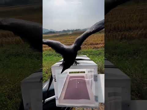 Crow First Time Fly 😍