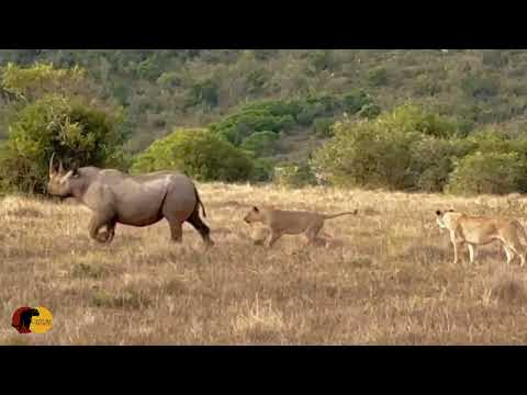 WILD!!! Lions Try Take Down RARE Black Rhino!!