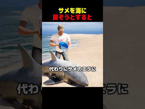 サメを海に戻そうとすると