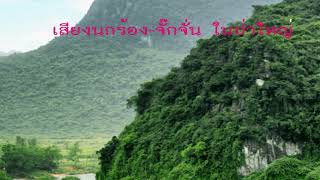 ฟังเสียงนกร้องในป่าใหญ่กับจั๊กจั่น ช่างไพเราะน่าชวนฟังสบายๆ