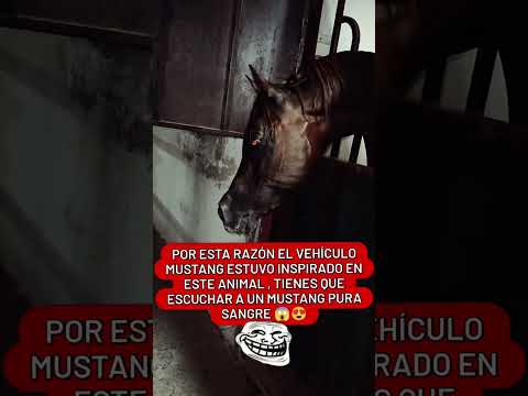 #español #automobile #brakesystem #memes #brakefluid #shorts #short #mustang #cars #curiosidades