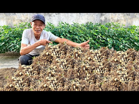 Minimal Soil, Maximum Harvest! Super Easy Peanut Growing with Just a Foam Box