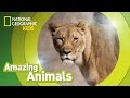Understanding Lion Behavior and Characteristics