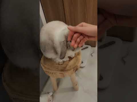 말은 못하는데 목마른 토끼 똑똑한 방법😭