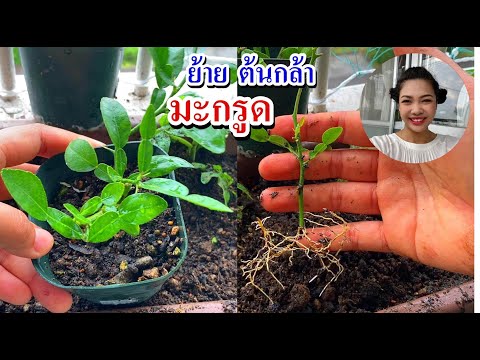 ปักชำกิ่งมะกรูด/มะนาว การย้ายต้นกล้ามะกรูดมะนาวอนุบาลต่อในกระถาง เทคนิคให้มีรากเยอะ ต้นโตเร็ว