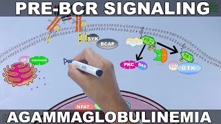 Pre-BCR Signaling Pathway | Agammaglobulinemia