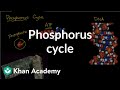 Phosphorus in Biological Systems